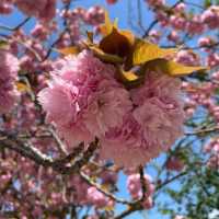 【福岡観光】園内お花で埋め尽くされていて素敵