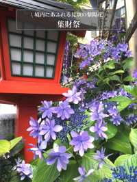 【集財祭/東京都】境内にあふれる見頃の紫陽花