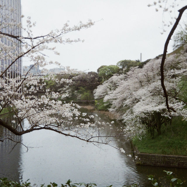 【2024】千鳥ヶ淵綠道：櫻花浪漫💕🌸