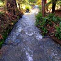 Lilydale Falls