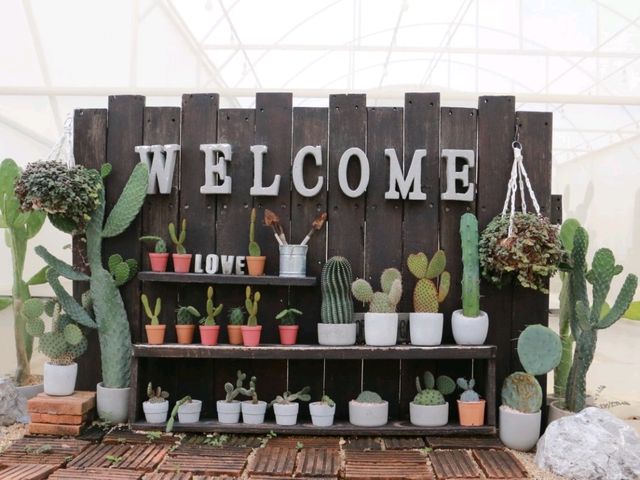 เที่ยวชม cactus ที่ Chan nature cafe 