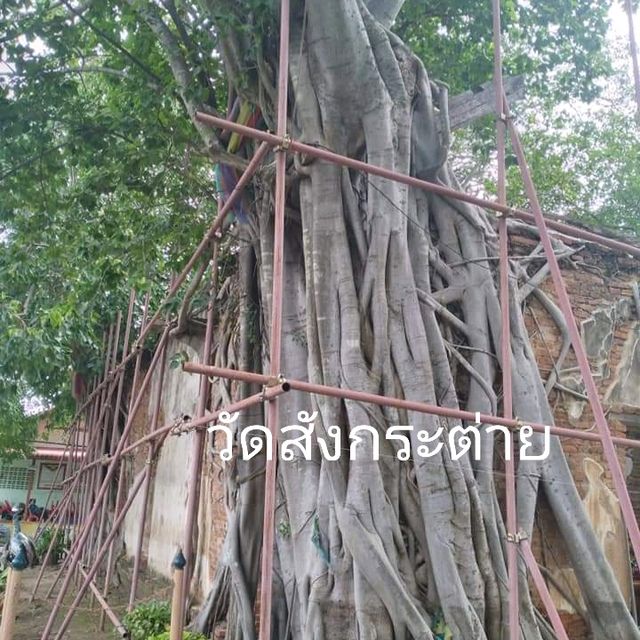 ปราสาทตาพรหมเมืองไทย