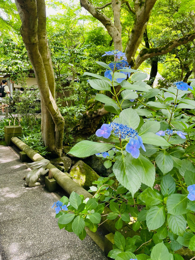 【神奈川県:北鎌倉】一面に広がる青の絶景！明月院！！
