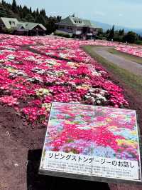 【大分観光/花畑】久住