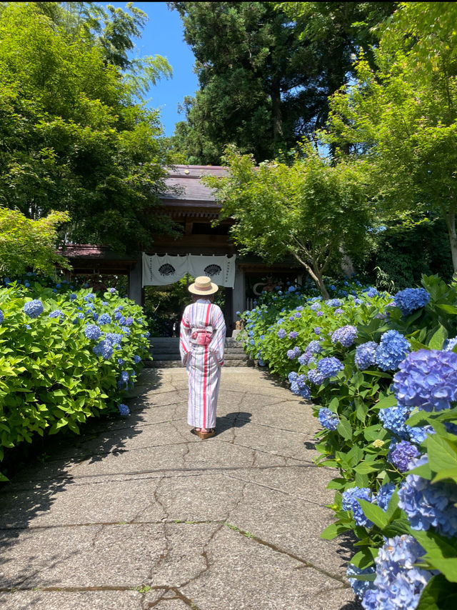 一生に一度は訪れたい💙世界の絶景💙あじさいの雲昌寺☺️💠✨