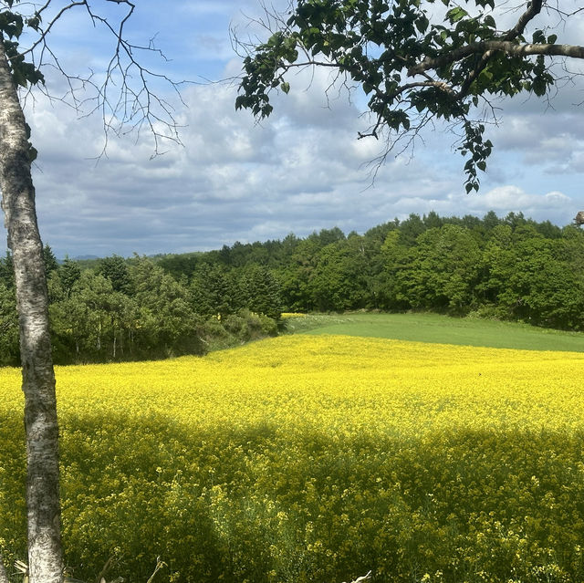 【安平町】菜の花畑✿