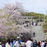 福岡 西公園櫻花之旅