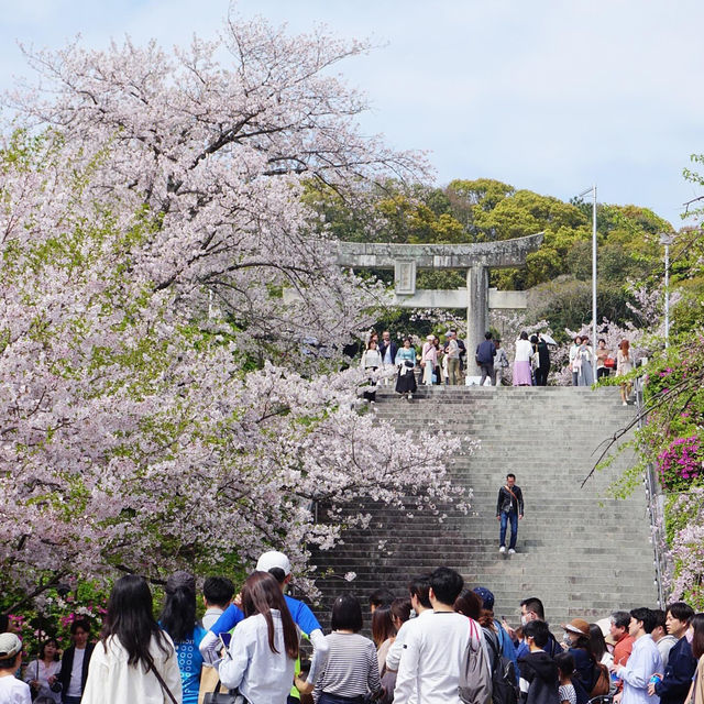 福岡 西公園櫻花之旅