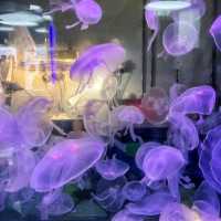 🌊 Dive into the Depths of Aquaria KLCC! 🌊