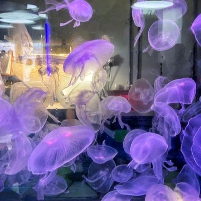 🌊 Dive into the Depths of Aquaria KLCC! 🌊