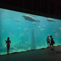 ไอเดียใหม่ ที่เที่ยวสิงคโปร์ river wonder