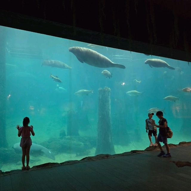 ไอเดียใหม่ ที่เที่ยวสิงคโปร์ river wonder