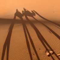 Lost in the Sahara