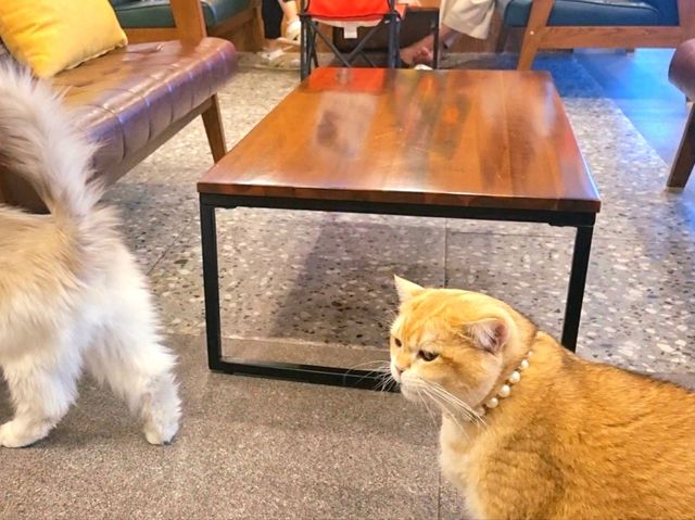 하남 고양이 카페: ☕️냥이툰😸