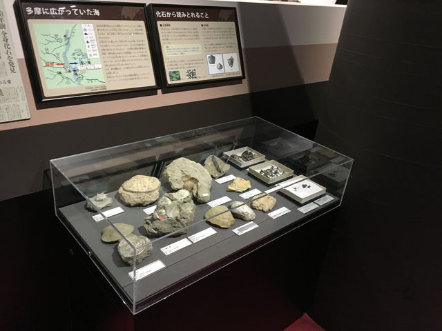 探索科學奇蹟：東京多摩六都科學館的奇妙之旅