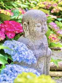 〜奈良県〜由緒あるお寺さん見られる紫陽花！絶景スポット