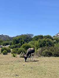 🥾 Hike the Trails of Cape of Good Hope National Park 🌍
