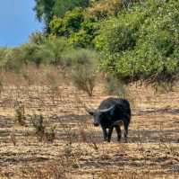 Baluran National ParkTaman Nasional Baluran