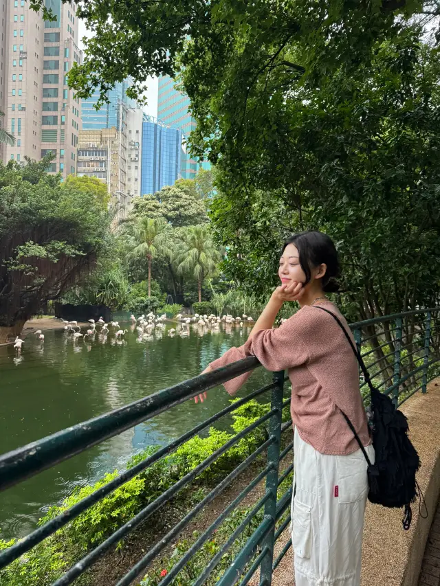 香港尖沙咀公園內的火烈鳥