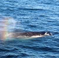 鯨魚出沒海面震撼時刻🐋  