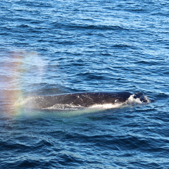 鯨魚出沒海面震撼時刻🐋  