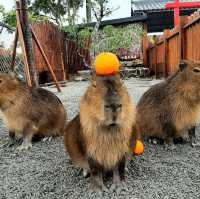 【台灣】宜蘭張美阿嬤農場：開放式動物園，提前買票更便宜