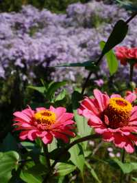개미취 🌺🪻🌼🌸축제 여행 계획할때에요~ 