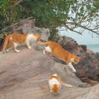 เกาะแมว สวรรค์ของเหล่าทาส! 🐈🏝