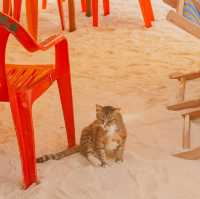 เกาะแมว สวรรค์ของเหล่าทาส! 🐈🏝