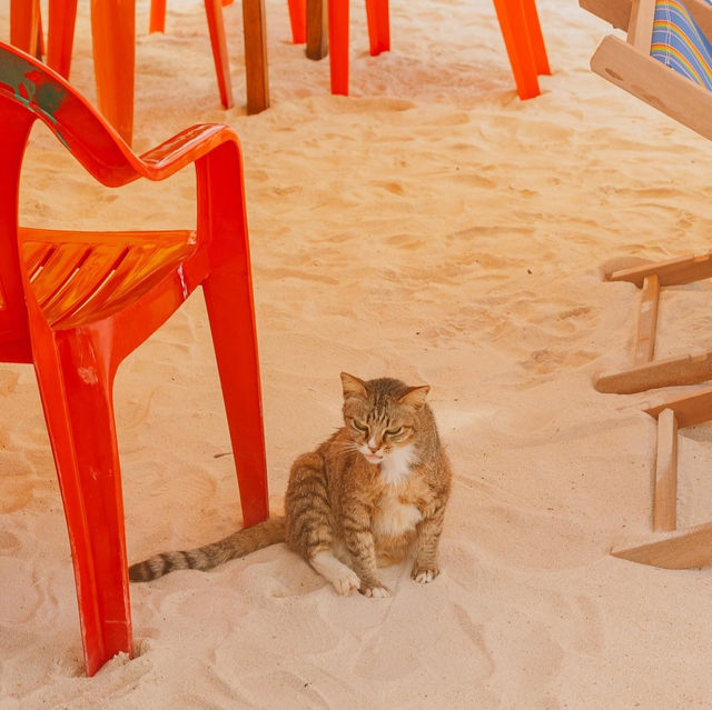เกาะแมว สวรรค์ของเหล่าทาส! 🐈🏝