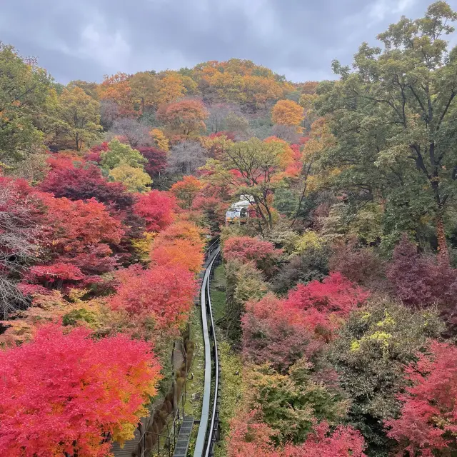 화담숲 티켓 할인, 운영 시간, 후기 [2025년] | Trip.com