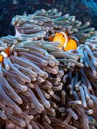 **🌊 Dive into Paradise: Scuba Diving in Phi Phi Island 🇹🇭**