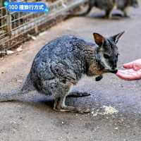 澳洲雪梨-野生動物園與無尾熊合照：Featherdale野生動物園