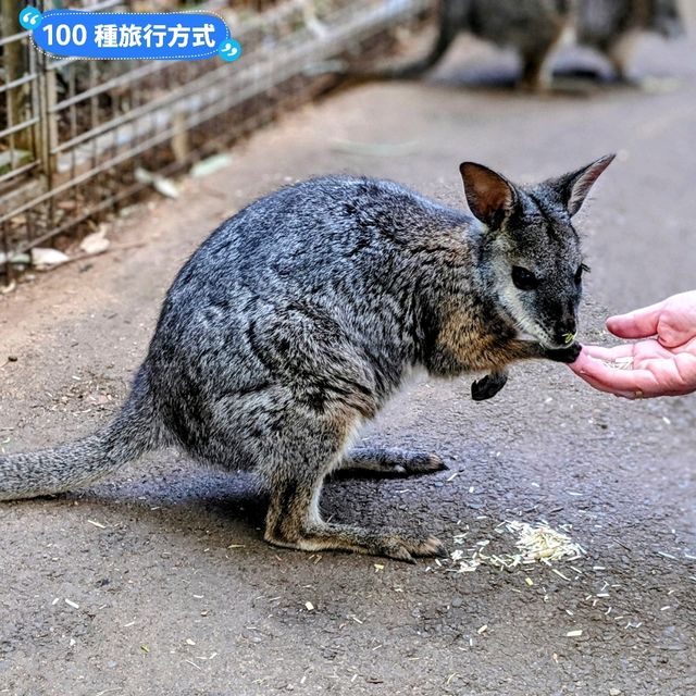 澳洲雪梨-野生動物園與無尾熊合照：Featherdale野生動物園