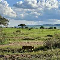 Experience the Great Migration Across Serengeti’s Majestic Grasslands