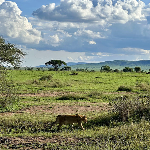 Experience the Great Migration Across Serengeti’s Majestic Grasslands