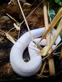 《動物園》【聖地亞哥動物園】超過800種動物，適合親子互動