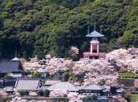 藥王寺櫻花