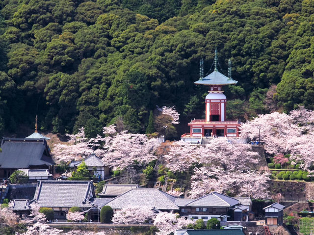 藥王寺櫻花
