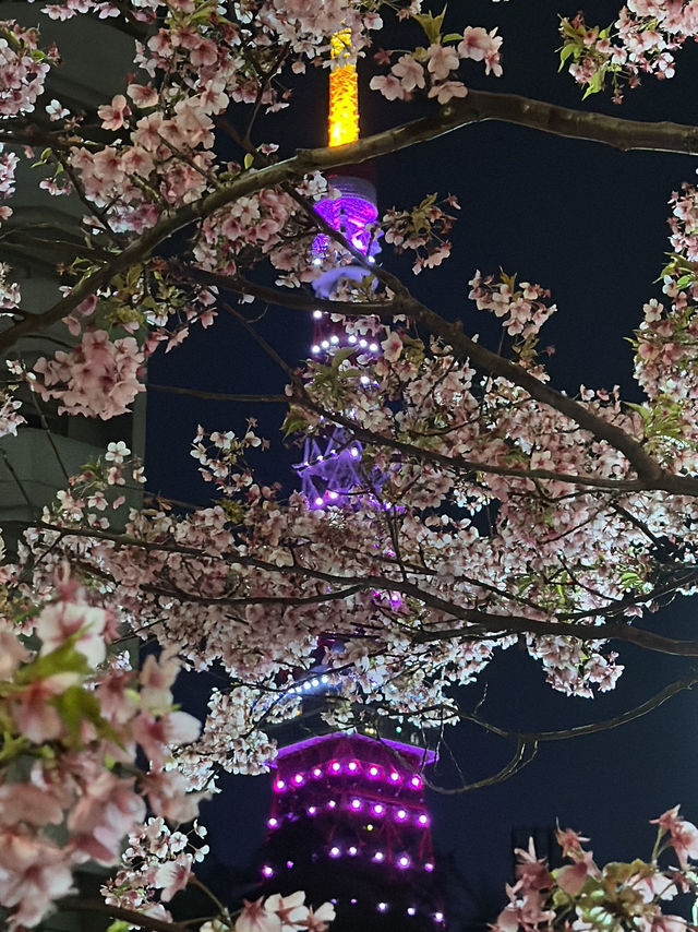 도쿄타워 벚꽃 포토존, 도쿄타워 명소
