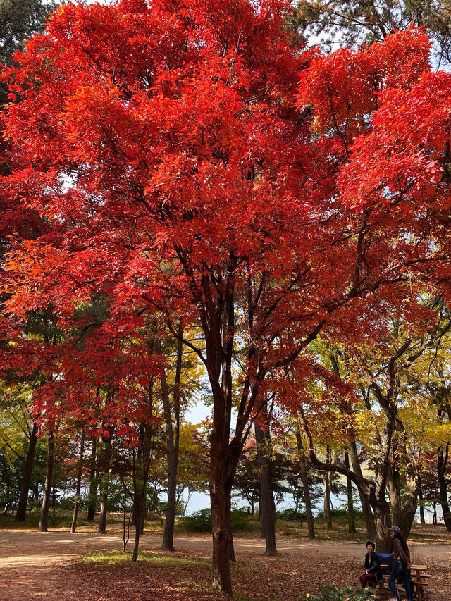 🍂 Colourful Nami Island