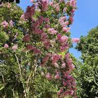 Discover Nature’s Beauty at Palermo Botanical Gardens