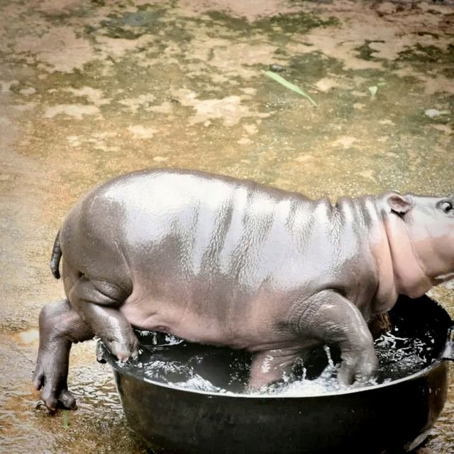 สวนสัตว์ขอนแก่น