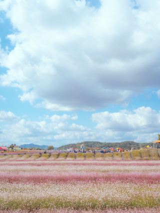 The scenery that unfolded when the mammoth bread was cut in half was “Goseokjeong Flower Garden”