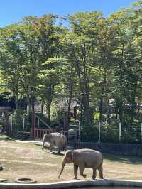 동물원으로 놀러가보자〰️🐘