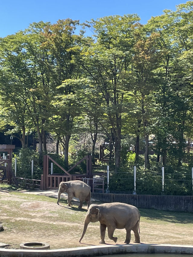동물원으로 놀러가보자〰️🐘