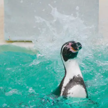 【北海道/小樽】ちょっと間抜けなペンギンショーがかわいい!