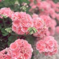 科隆納宮花園：另類賞花體驗