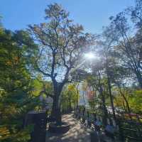 천상의 화원!!!  점봉산 곰배령!!!