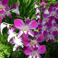 A Floral Paradise in National Orchid Garden 🇸🇬
